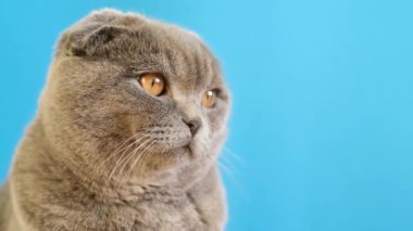 Bir İskoç kedisi, küçük ve orta boylu bir kedi, büyüleyici gözleriyle, mavi bir arka plana doğru kameraya bakıyor..