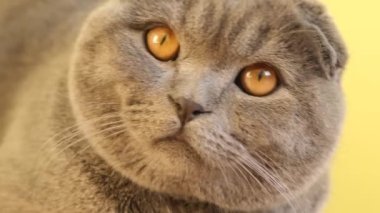 Bir İskoç Katliamı kedisi, kısa saçlı, burnu, bıyıkları ve kürkü olan yerli bir kedi. Küçük ve orta büyüklükteki etobur sarı arka plandaki kameraya bakıyor..