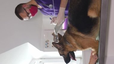 Veteriner, veteriner kliniğinde bir Alman çoban köpeğini muayene ediyor. Veterinerin görme, çene ve etobur doğasına odaklanıyor..