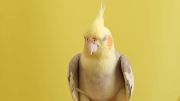Beautiful Cockatiel Colorful Feathers Beak Standing Yellow Background Captured Macro — Stock Video
