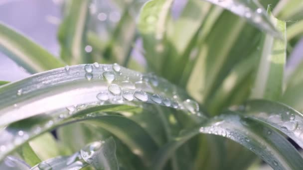 水滴覆盖在水滴中的陆生植物的详细景象 象花朵或草地上的露水或水 — 图库视频影像