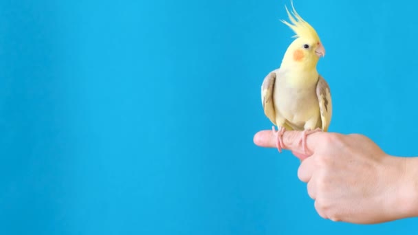 Člověk Jemně Drží Prstě Elektricky Modrého Papouška Azurovými Křídly Zobákem — Stock video