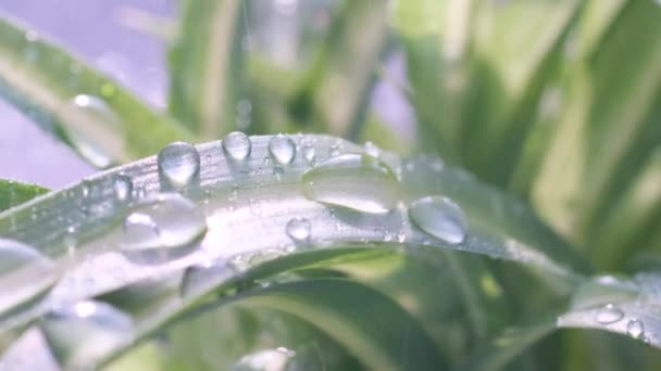 Макрофотография Изображающая Покрытый Каплей Лист Наземного Растения — стоковое видео