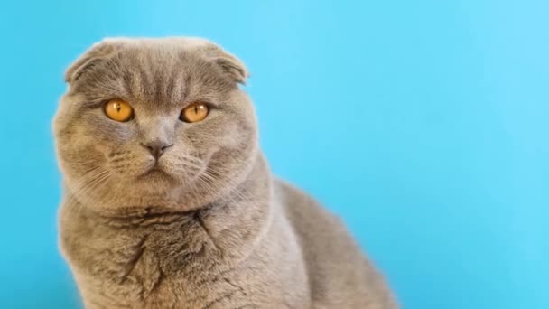 Gato Fold Escocés Con Ojos Amarillos Está Pacíficamente Posado Sobre — Vídeo de stock