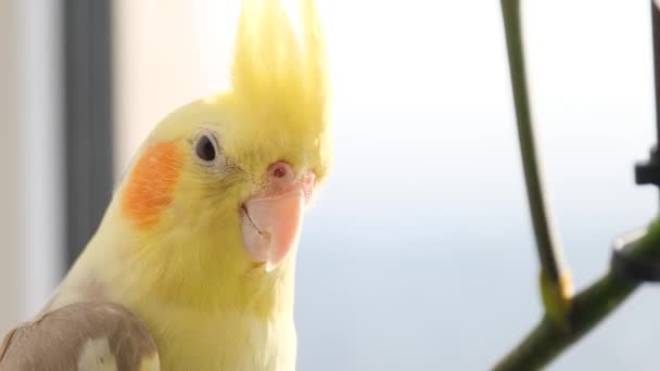Cockatiel Bird Perched Branch Attentively Gazing Camera Its Feathered Wings — Stock Video