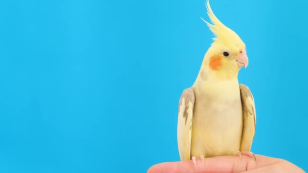 Uma Calopsita Tipo Papagaio Pousa Dedo Alguém Com Suas Penas — Vídeo de Stock