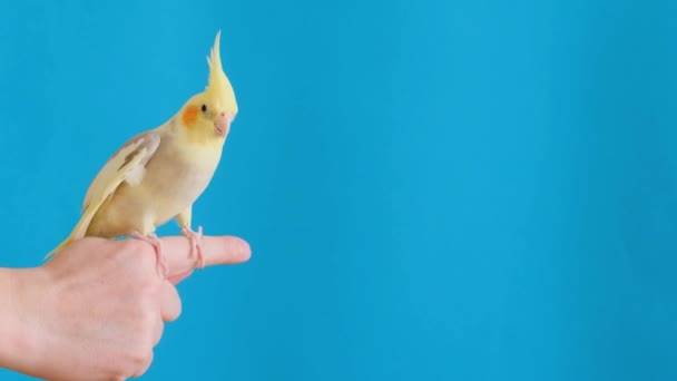 Belo Pássaro Conhecido Como Uma Cachoeira Pousa Dedo Pessoa Mostrando — Vídeo de Stock