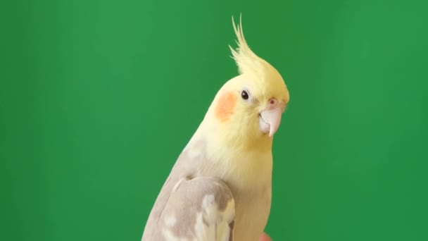 Cockatiel Type Parrot Perches Green Screen Its Feathered Wing Distinct — Stock Video