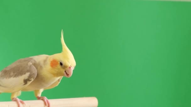 Bir Papağan Renkli Tüylü Bir Gövdeye Sahip Tünemiş Bir Kuş — Stok video