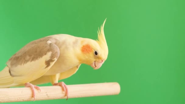 マクロ写真イベント用の木製の棒にビーク 尾が付いた鳥 それはバランスと野生生物科学を示しています — ストック動画