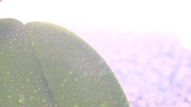绿叶一种陆生植物绿叶的宏观照片 有水滴 像露珠 在其表面形成一个圆圈 — 图库视频影像