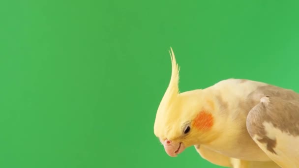 Какатиэль Вид Попугая Окунь Птицы Стоит Зеленом Экране Глядя Камеру — стоковое видео