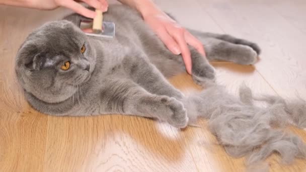 Person Brushing Scottish Fold Cat Small Medium Sized Felidae Known — Stock Video