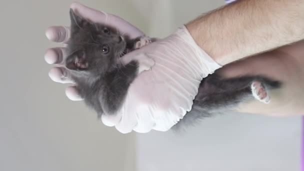 Eine Person Wiegt Sanft Ein Kleines Graues Kätzchen Tastet Das — Stockvideo