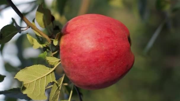 Una Manzana Roja Una Fruta Natural Cuelga Una Rama Árbol — Vídeos de Stock