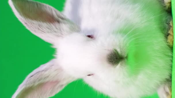 白い毛皮と長い耳を持つ国内ウサギは 好奇心旺盛にカメラを眺め 緑の草の表面に平和に休んでいる — ストック動画