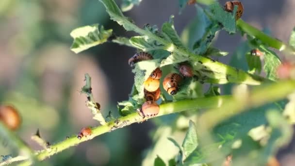 Una Toma Detallada Una Planta Papa Infestada Insectos Revelando Intrincada — Vídeos de Stock