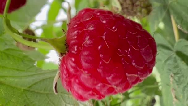 Detailní Záběr Bezsemenných Malin Přirozeného Výživného Ovoce Kvetoucí Rostliny Běžně — Stock video