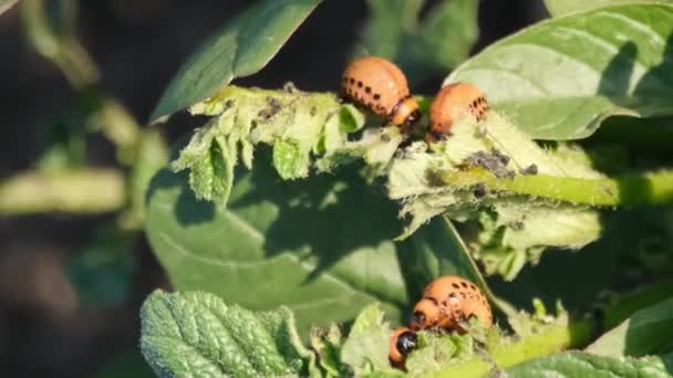 Detailed View Insect Infested Potato Plant Highlighting Interaction Plant Insects — Stock Video