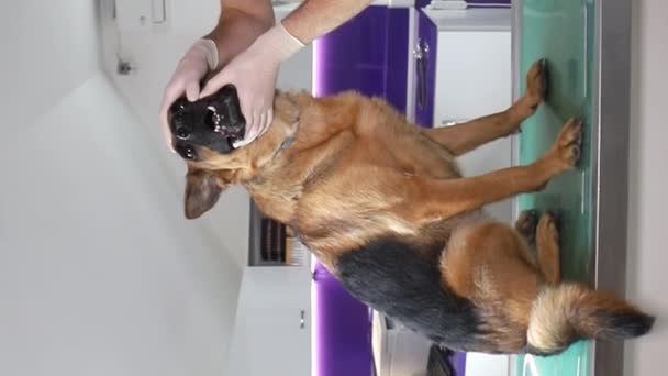獣医がドイツの羊飼い犬を診察する — ストック動画