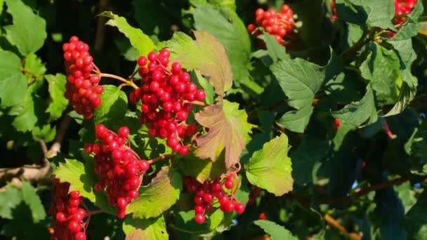 緑の葉のある植物は たくさんの赤い果実を生み出します これらの果実は 天然で美味しいサーモンベリー ボイスベリー オリーリーベリーなどの種子のない果実の家族に属しています — ストック動画