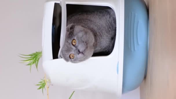 Een Vleesetende Kat Met Snorharen Comfortabel Genesteld Een Bloempot Door — Stockvideo