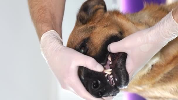 Человек Перчатках Осматривает Зубы Собак Демонстрируя Заботу Здоровье Полости Рта — стоковое видео