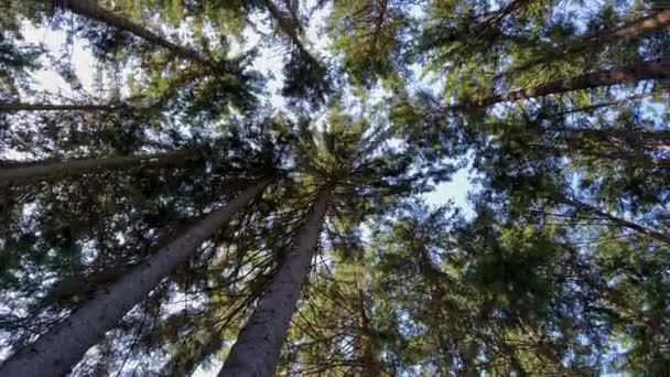 Pozorování Suchozemských Rostlin Stromů Lese Jejich Kmeny Větvičkami Jehličnaté Vzory — Stock video