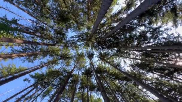 Παρατηρώντας Χερσαία Φυτά Στο Δάσος Συμπεριλαμβανομένων Των Δέντρων Αειθαλή Φύλλα — Αρχείο Βίντεο