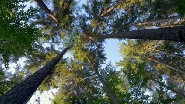 森の中の地上植物 枝を眺めながら 静かな青空を美しい背景に — ストック動画