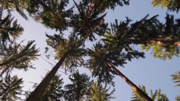 Staren Naar Een Cluster Van Arecales Bosrijke Groenblijvende Bomen Met — Stockvideo