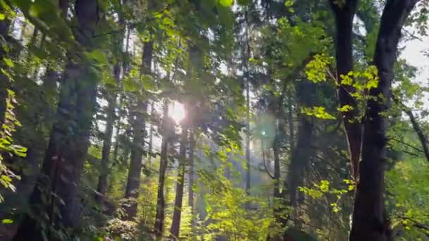 Paisagem Natural Floresta Iluminada Enquanto Sol Brilha Através Das Árvores — Vídeo de Stock