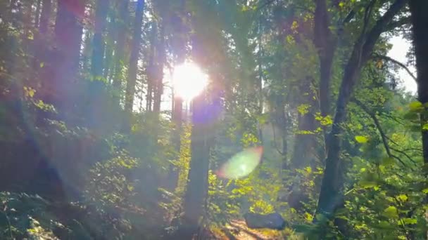 Paisaje Natural Bosque Realzado Por Luz Del Sol Que Brilla — Vídeo de stock