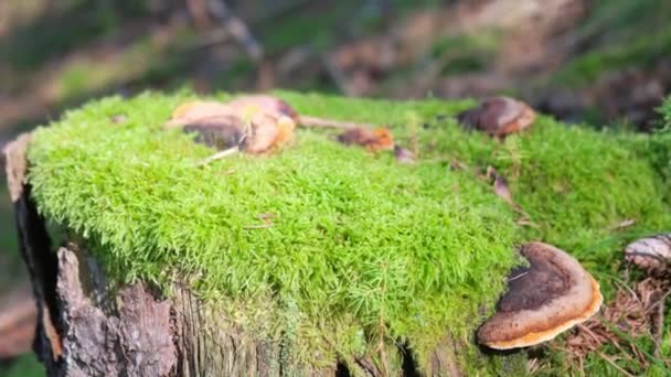 Natural Landscape Featuring Close Moss Mushroom Covered Tree Stump Surrounded — Stock Video