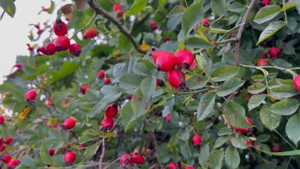 木はバラの家族の開花植物の果実である赤い果実のクラスターを抱えています — ストック動画