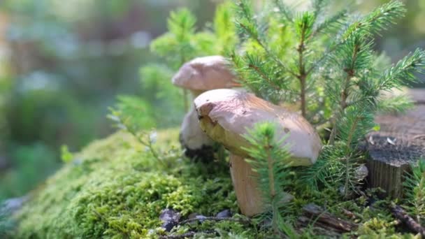 Mantar Karasal Bitkiler Doğal Manzarayla Çevrili Yosunlu Bir Kütükte Büyüyor — Stok video