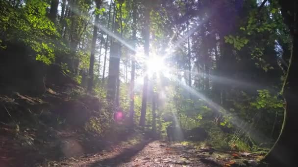 太陽の光線は森林の木を通ってフィルターをかけ 大気現象と陸上の植物で満たされた美しい自然の風景を作成します — ストック動画