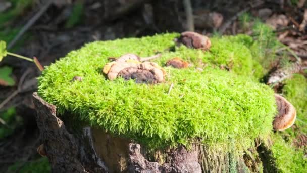 一种覆盖着绿色苔藓和蘑菇的树桩的陆生植物 与自然景观融为一体 — 图库视频影像