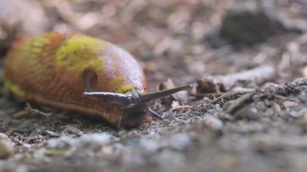 Close Snail Terrestrial Animal Molluscs Family Snails Slugs Also Known — Stock Video