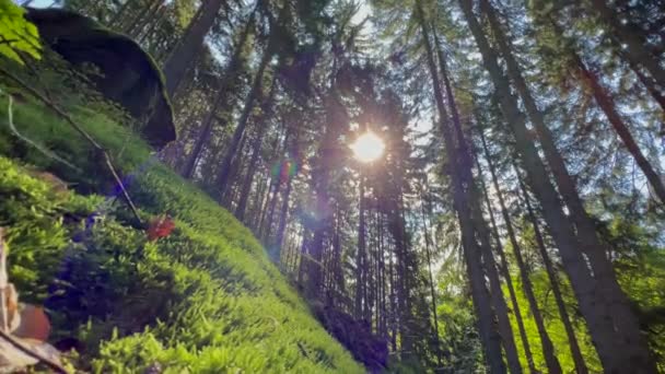 Ліс Наповнений Сонячним Світлом Коли Сонце Світить Крізь Дерева Створюючи — стокове відео