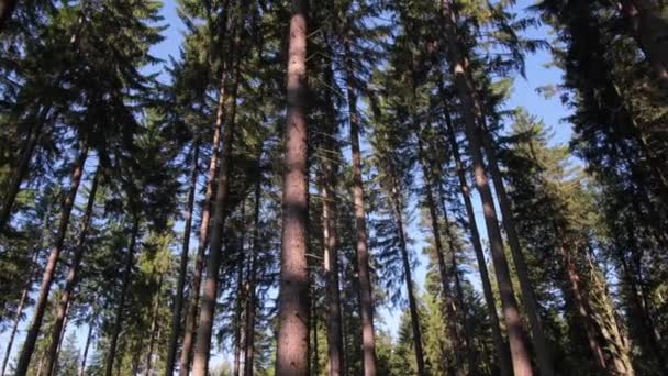 Paisaje Natural Frondoso Bosque Templado Mixto Con Árboles Siempreverdes Plantas — Vídeo de stock