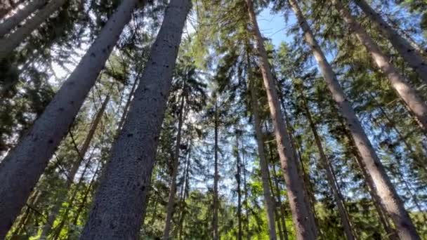 Παρατηρώντας Χερσαία Φυτά Του Δάσους Τους Ψηλούς Κορμούς Τους Και — Αρχείο Βίντεο