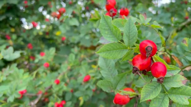 果実に似た赤い果実のクラスターで飾られた木の枝 鮮やかな色は鳥を魅了し 周囲の風景に美しさを加える — ストック動画