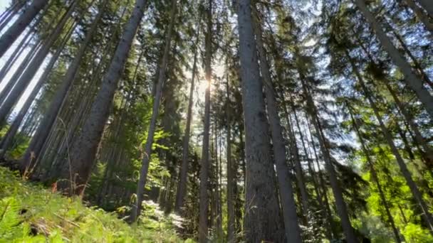 風景は森の中の木々をフィルタリングし 陸上の植物とそのトランクを照らし 美しい自然のバイオームを作成するため 日光でいっぱいです — ストック動画