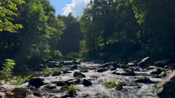 一片风景秀丽的风景 河流蜿蜒穿过阳光灿烂的天空下茂密的绿林 四周环绕着陆生植物和茂密的植被 — 图库视频影像