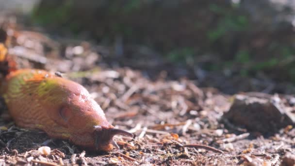 一只陆生动物 站在草地和泥土中间 享受着梨子的乐趣 — 图库视频影像