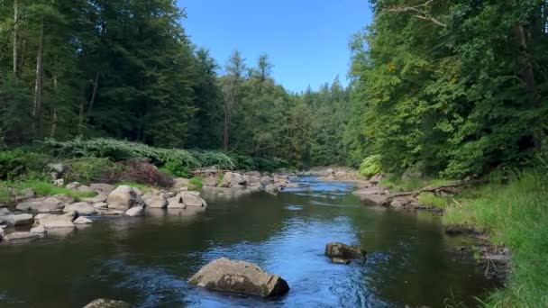 Rzeka Płynie Pośród Gęstego Lasu Ozdobionego Drzewami Skałami Tworząc Piękny — Wideo stockowe