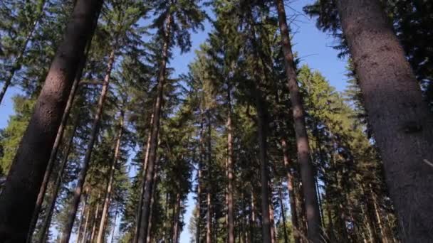 Admirando Plantas Terrestres Floresta Seus Troncos Galhos Folhagem Verde Contra — Vídeo de Stock