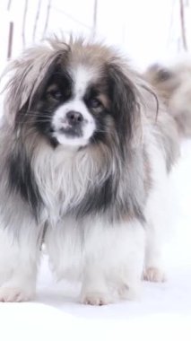 Canidae ailesine ait küçük kahverengi ve beyaz bir köpek beyaz bir yüzey üzerinde duruyor. Çok yönlü çalışan bir hayvan ve kürklü sadık bir köpek..