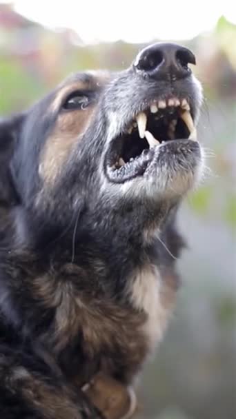 肉食性犬种的特写形象 下巴张开 露出令人印象深刻的尖牙和胡须 — 图库视频影像